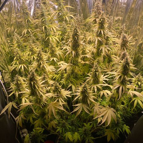 Plantzero2 growlog timeline photo