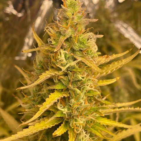 Plantzero2 growlog timeline photo