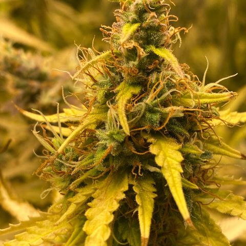 Plantzero3 growlog timeline photo