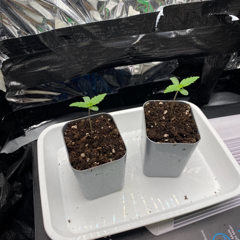 Epsilon F1 growlog timeline photo