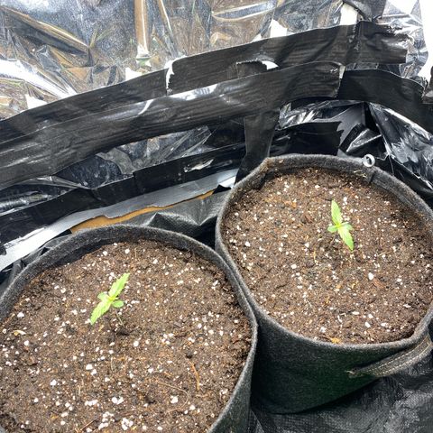Epsilon F1 growlog timeline photo