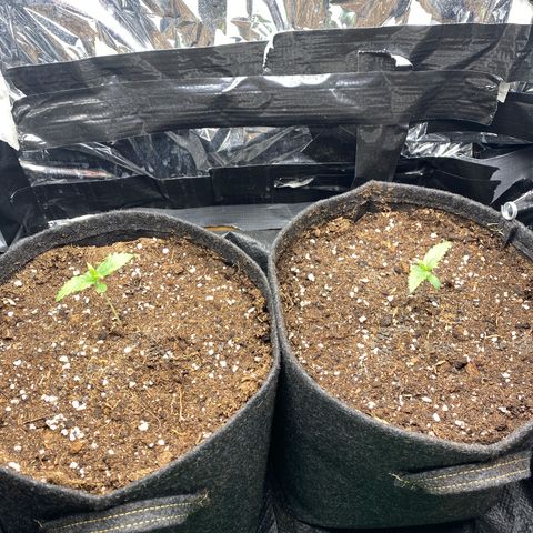 Epsilon F1 growlog timeline photo
