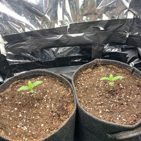Epsilon F1 growlog timeline photo