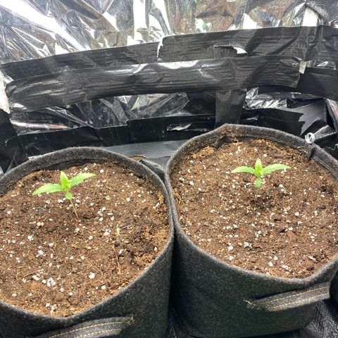 Epsilon F1 growlog timeline photo