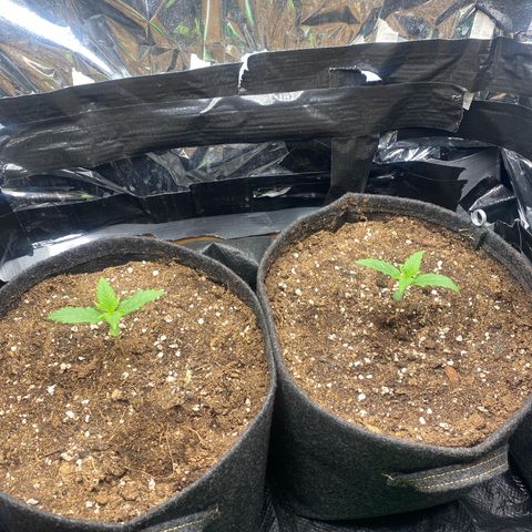 Epsilon F1 growlog timeline photo