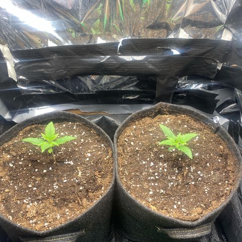 Epsilon F1 growlog timeline photo