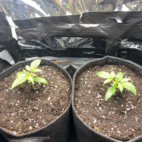 Epsilon F1 growlog timeline photo