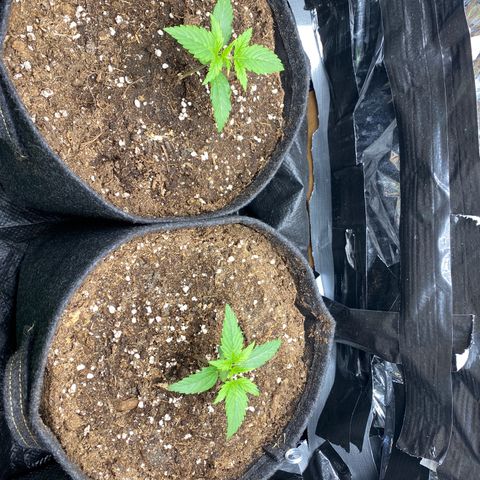Epsilon F1 growlog timeline photo