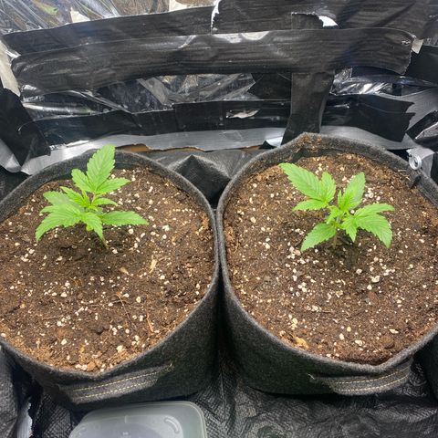 Epsilon F1 growlog timeline photo