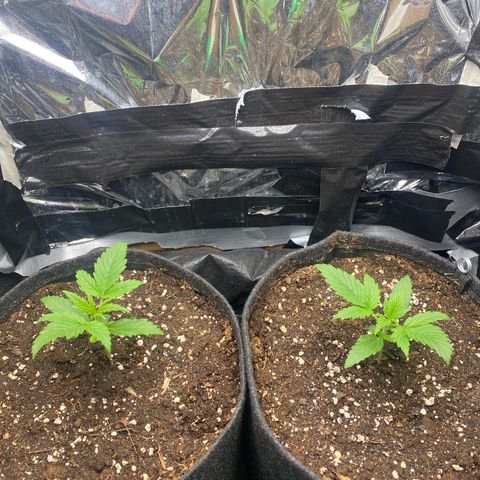 Epsilon F1 growlog timeline photo