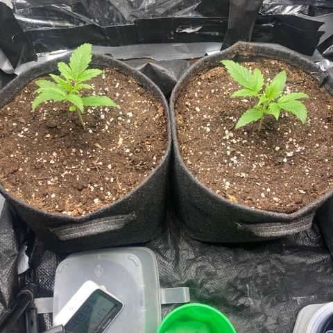 Epsilon F1 growlog timeline photo