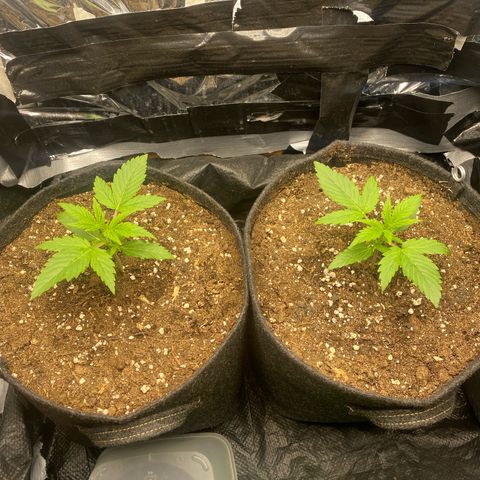 Epsilon F1 growlog timeline photo