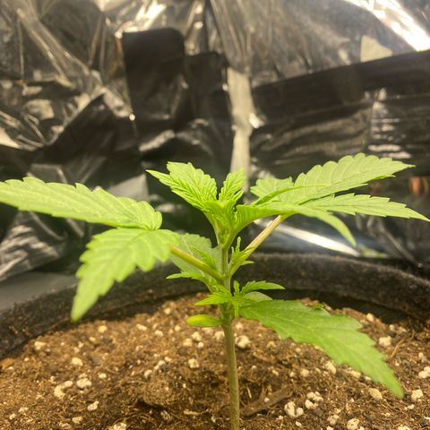 Epsilon F1 growlog timeline photo