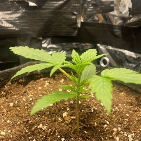 Epsilon F1 growlog timeline photo