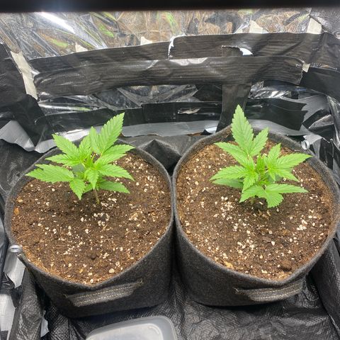 Epsilon F1 growlog timeline photo