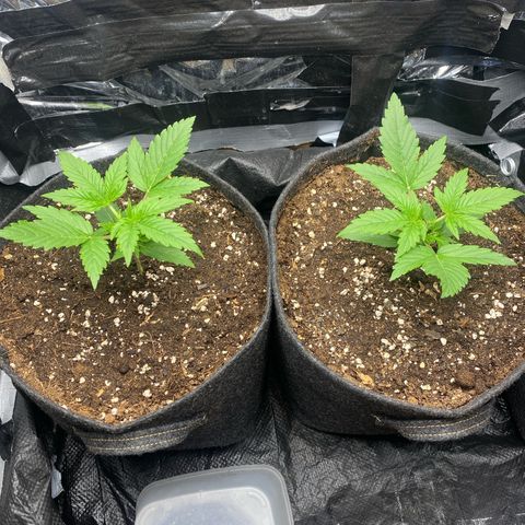 Epsilon F1 growlog photo: Heute beide getoppt
