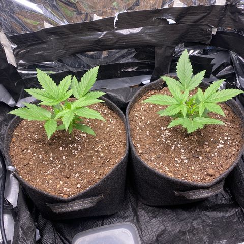 Epsilon F1 growlog timeline photo