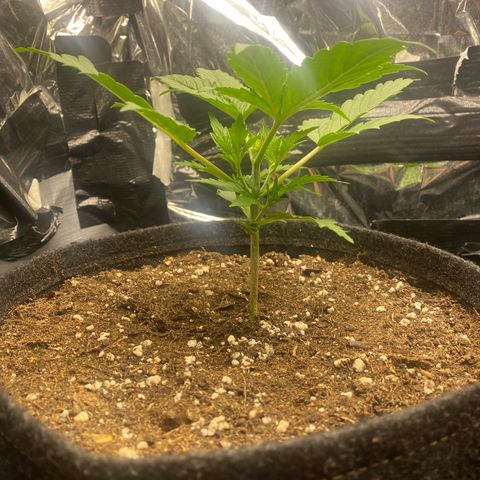 Epsilon F1 growlog timeline photo