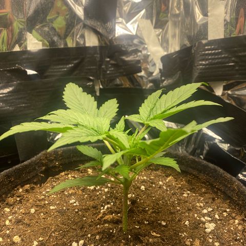 Epsilon F1 growlog timeline photo