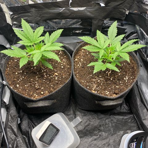 Epsilon F1 growlog timeline photo