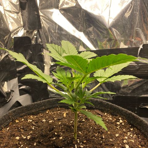 Epsilon F1 growlog timeline photo