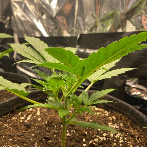 Epsilon F1 growlog timeline photo