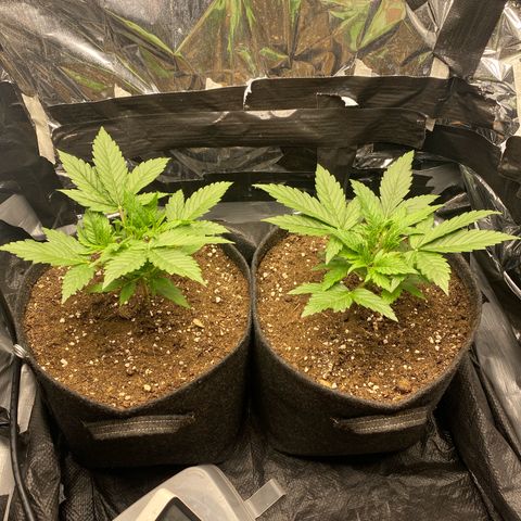 Epsilon F1 growlog timeline photo