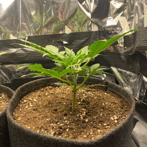 Epsilon F1 growlog timeline photo