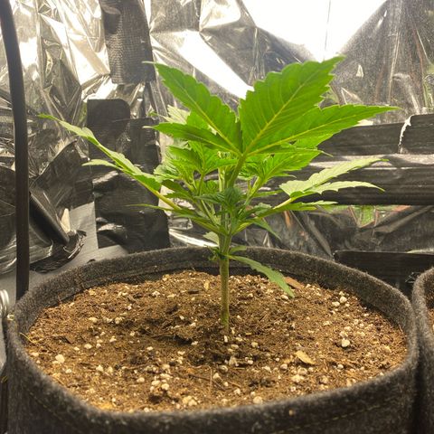 Epsilon F1 growlog timeline photo