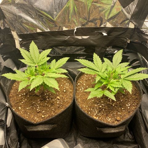 Epsilon F1 growlog timeline photo
