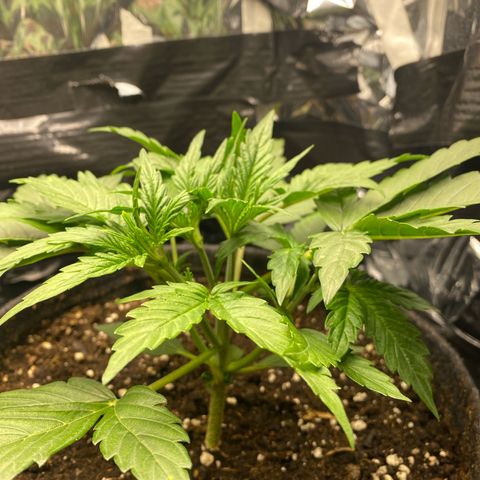 Epsilon F1 growlog timeline photo