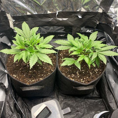 Epsilon F1 growlog timeline photo