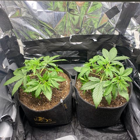 Epsilon F1 growlog timeline photo