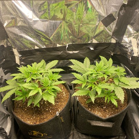 Epsilon F1 growlog timeline photo