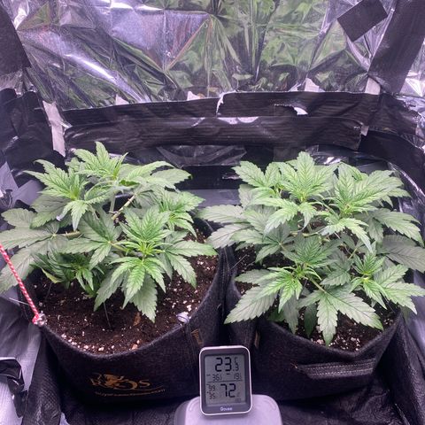 Epsilon F1 growlog timeline photo