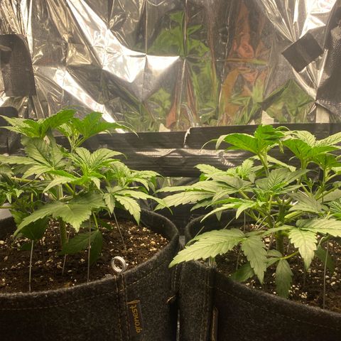 Epsilon F1 growlog timeline photo