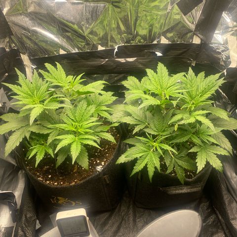 Epsilon F1 growlog timeline photo