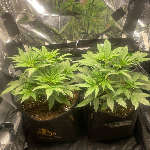 Epsilon F1 growlog timeline photo
