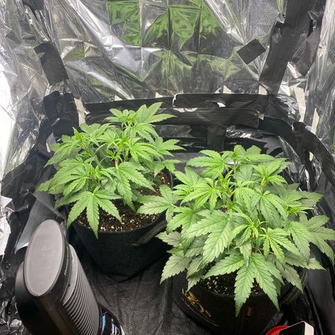 Epsilon F1 growlog timeline photo