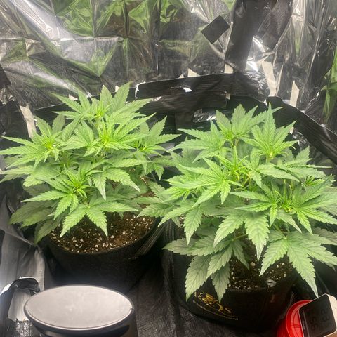 Epsilon F1 growlog timeline photo