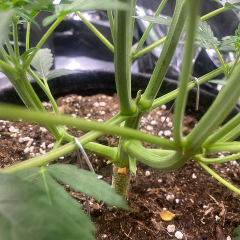 Epsilon F1 growlog timeline photo