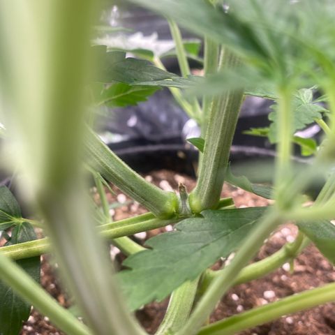 Epsilon F1 growlog timeline photo