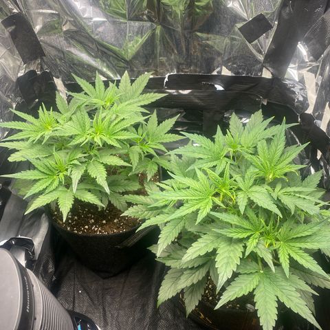 Epsilon F1 growlog timeline photo