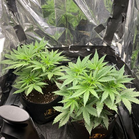 Epsilon F1 growlog timeline photo