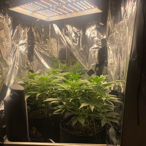 Epsilon F1 growlog timeline photo