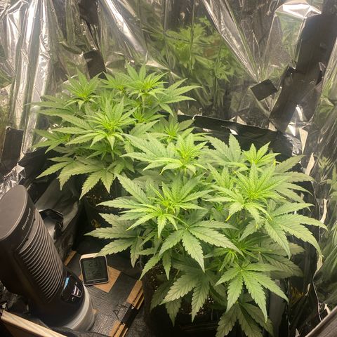 Epsilon F1 growlog timeline photo