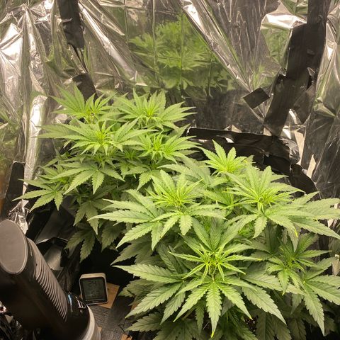 Epsilon F1 growlog timeline photo