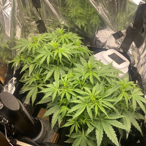Epsilon F1 growlog timeline photo