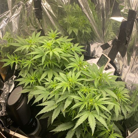 Epsilon F1 growlog timeline photo