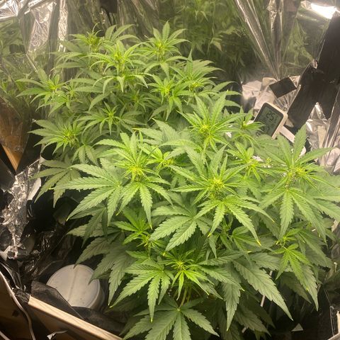 Epsilon F1 growlog timeline photo